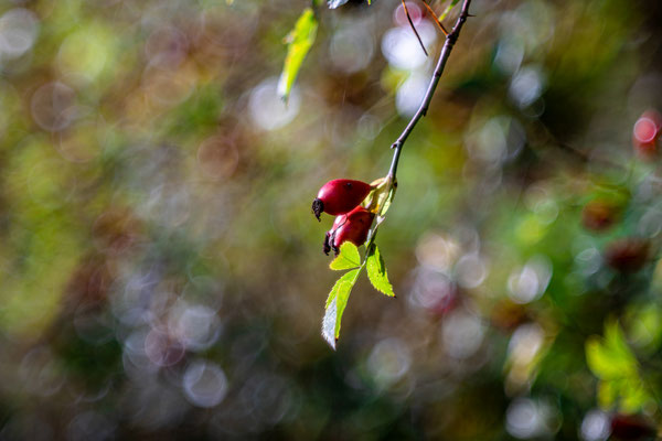 Herbst im Modenbachtal