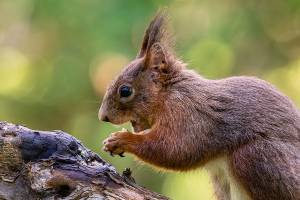 Eichhörnchen