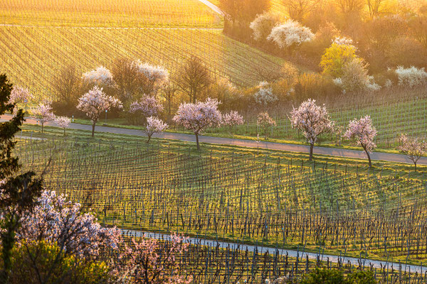 Mandelblüte bei Gimmeldingen