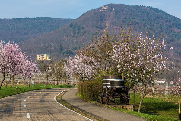 Mandelblüte in Edenkoben