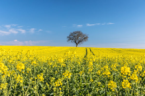 Rapsblüte in der Südpfalz