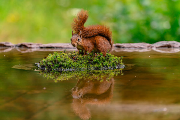 Eichhörnchen