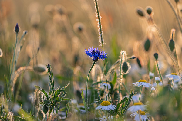 Blumenwiese bei Freimersheim