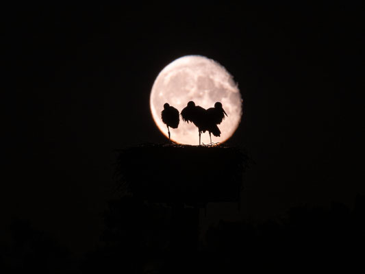 Jungstörche im Licht des Vollmondes