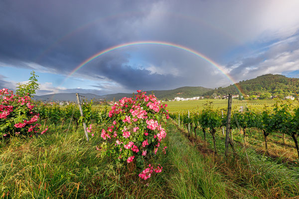 Regenbogen bei Gimmeldingen
