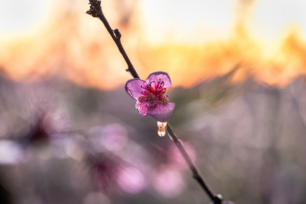 gefrorene Pfirsichblüten bei Neustadt
