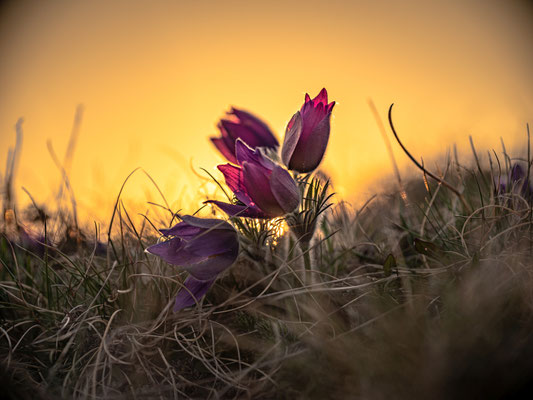 Blüte der Küchenschellen bei Falkenstein