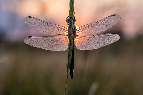 Libelle im feuchen Wiesengras