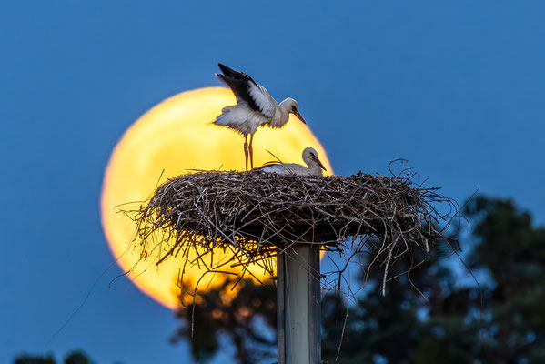Storchenfamilie im Vollmondlicht
