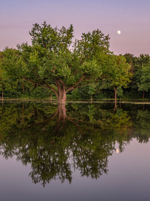 Hochwasser im Stadtpark Speyer