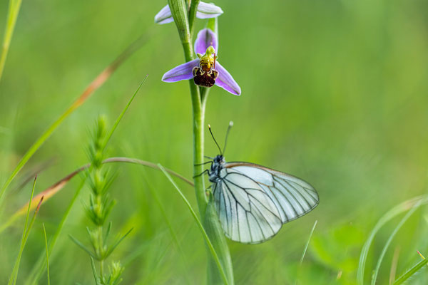 Hummelragwurz bei Maikammer