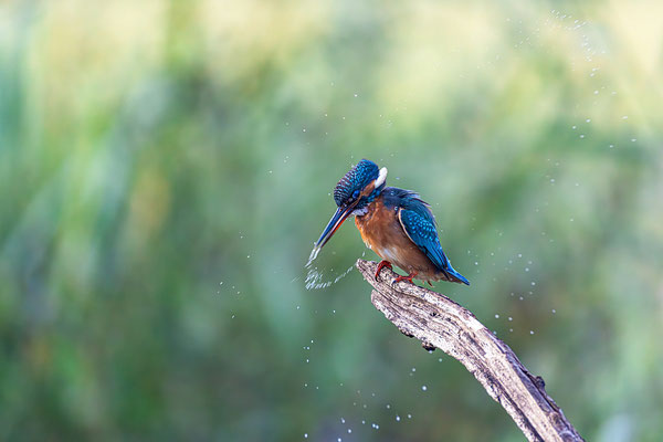 Eisvogel