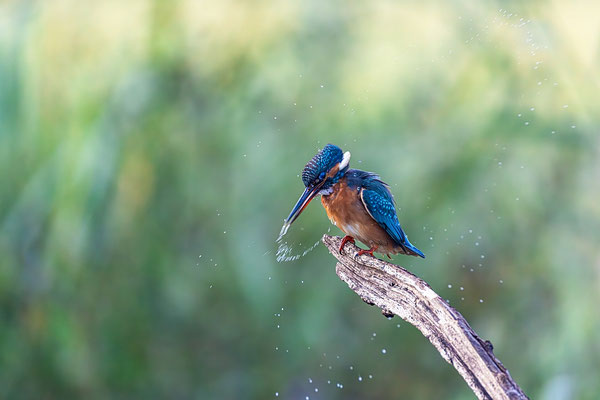 Eisvogel