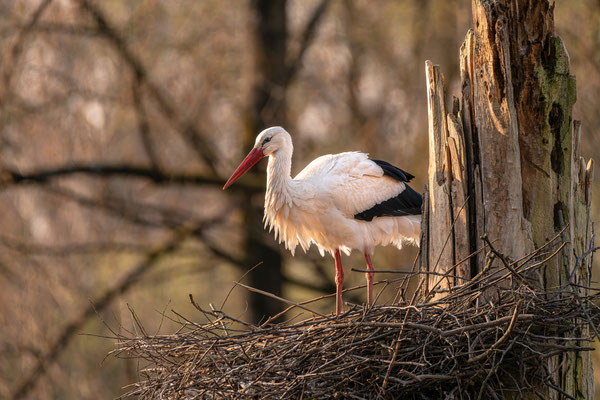 Weißstorch
