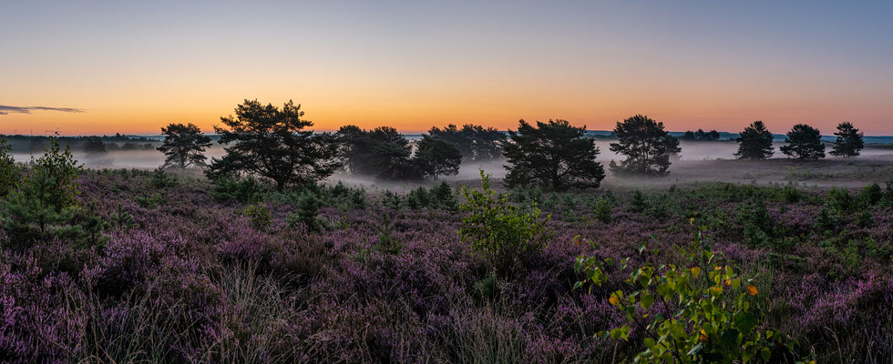 Bodennebel in der Mehlinger Heide