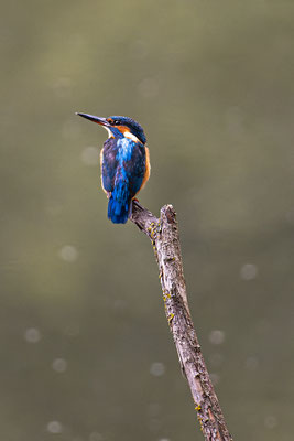 Eisvogel