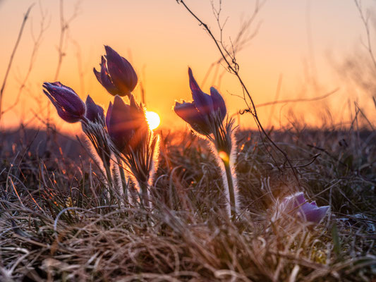 Blüte der Küchenschellen bei Falkenstein