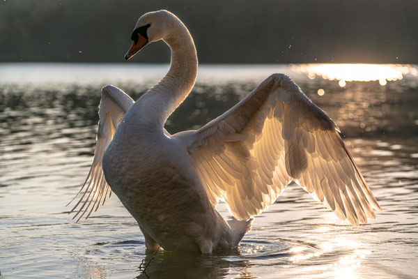 Höckerschwan