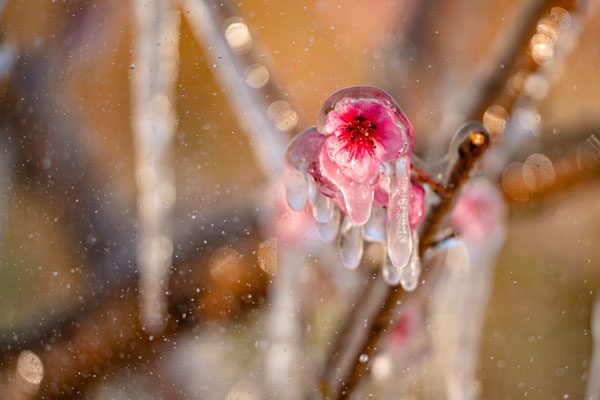 Frsotschutzberegnung bei den Pfirsichblüten