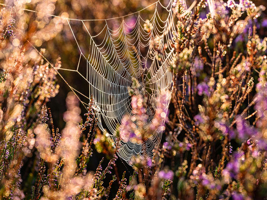 Taufeuchtes Spinnennetz in der Mehlinger Heide