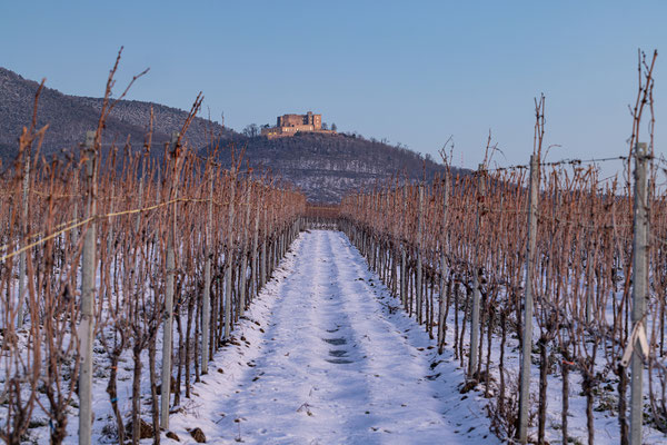Eiskalter Morgen am Hambacher Schloss