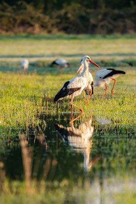 Vogelwelt in den Queichtalwiesen