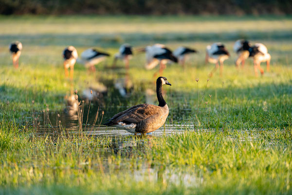 Vogelwelt in den Queichtalwiesen