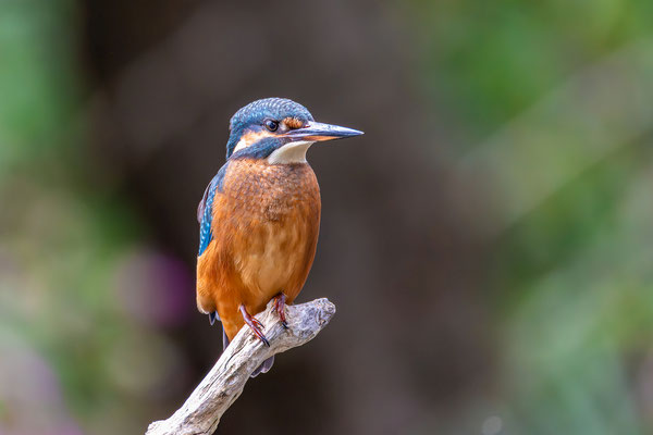 Eisvogel