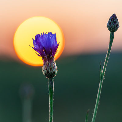 Sonnenaufgang in Neustadts Randlagen