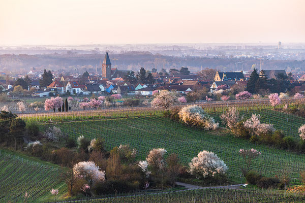 Mandelblüte bei Gimmeldingen
