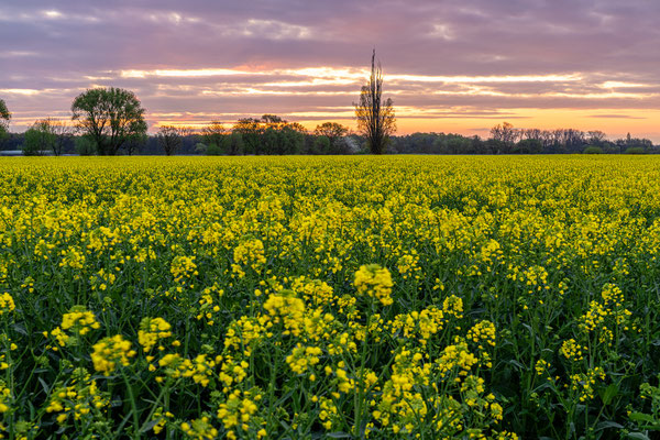 Rapsblüte bei Neustadt