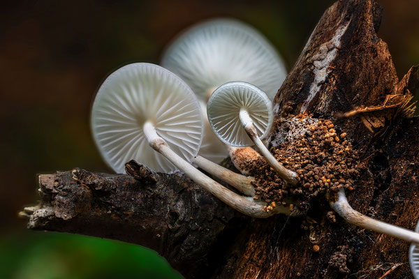 Herbst im Gimmeldinger Tal