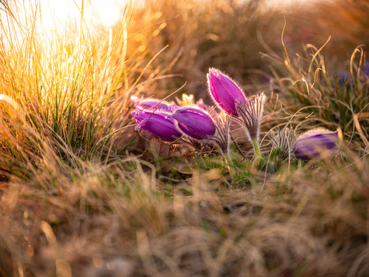 Blüte der Küchenschellen bei Falkenstein