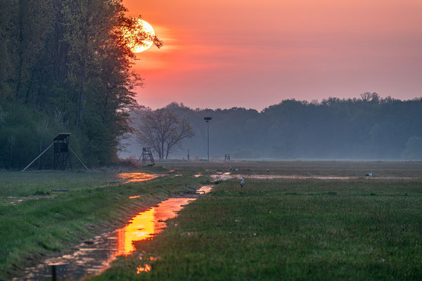Sonnenaufgang in den Queichwiesen bei Offenbach