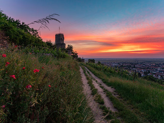 Früher Sommermorgen an der Wachtenburg