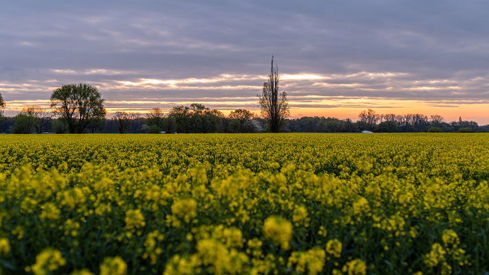 Rapsblüte bei Neustadt