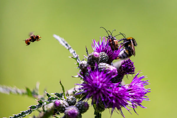 .... reges Leben auf der Distel ...