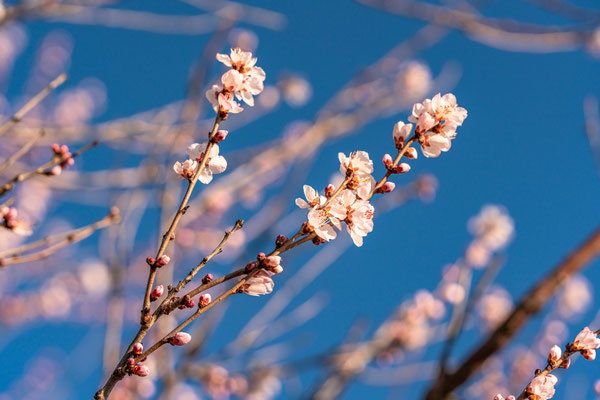 Bereits Anfang Februar: erste Mandelblüte bei Gimmeldingen