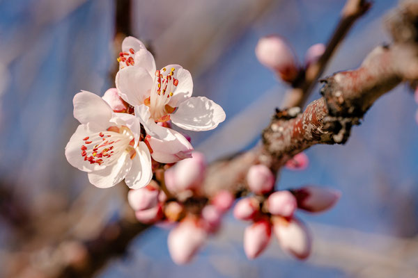Bereits Anfang Februar: erste Mandelblüte bei Gimmeldingen