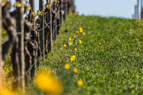 Blühende Wildtulpen bei Gau-Odernheim