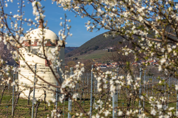 Mandelblüte bei Maikammer
