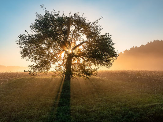 Nebelstimmung bei Busenberg