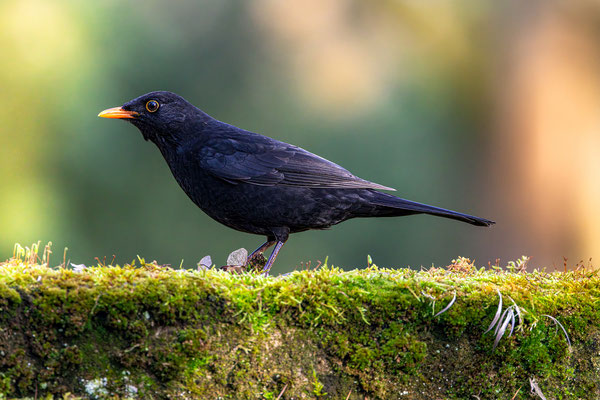 Amsel