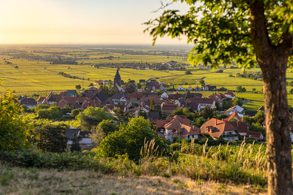 Burrweiler im Morgenlicht