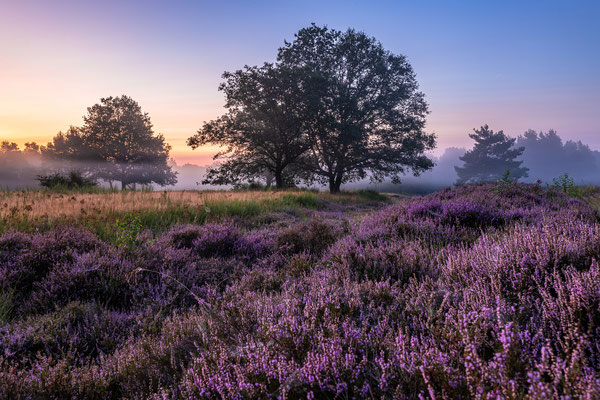 Sonnenaufgang in der blühenden Mehlinger Heide
