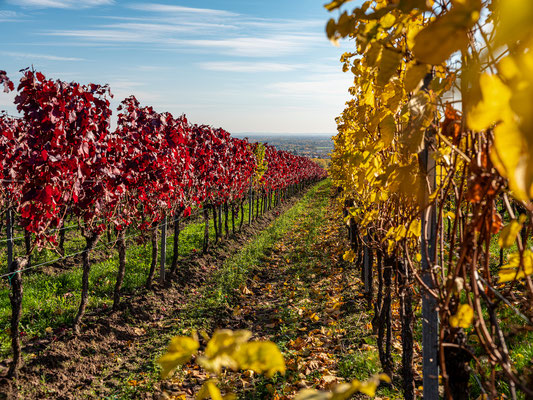 Goldener Herbst bei Sankt Martin