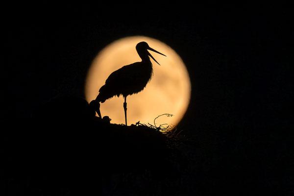 Vollmond bei den Störchen