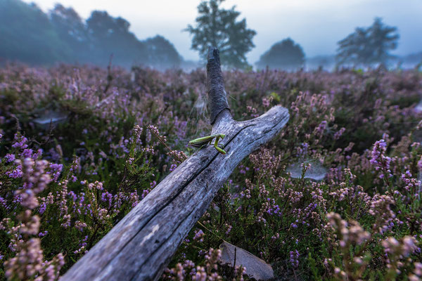 Gottesanbeterin in der Mehlinger Heide