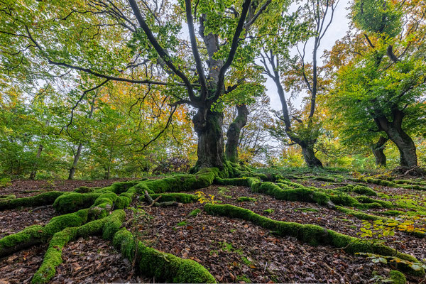 Hutewald Halloh