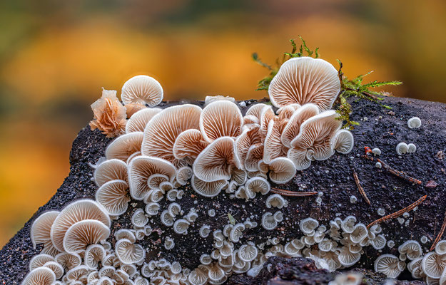 Kleine Waldpilze im Gimmeldinger Tal